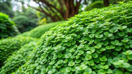 Beautiful green Dichondra repens grass in a lush garden setting, green, Dichondra repens, grass, lush, garden, nature