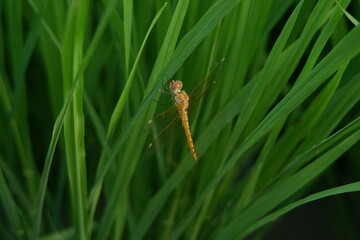 A closeup shot of a beautiful dragonfly. Dragonfly perched on a leaf. dragonfly in nature.