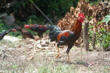 Rooster in the farm. A rooster looking for food. 