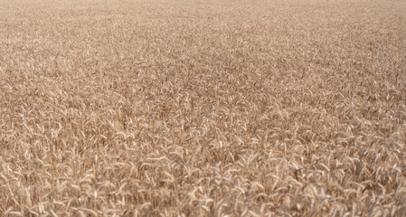 Fototapeta premium Agriculture barley or rye field. Summer nature. Wheat grain on the spikelet at the field. Ears of rye crop. Agriculture business and harvest. Landscape with field of ripe rye in summer
