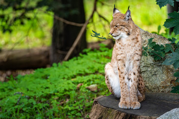A Eurasian lynx resting on a log amidst lush greenery in a tranquil forest setting during sunny daylight