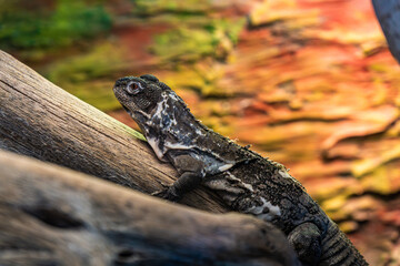 A lizard resting on a log in its natural habitat, basking under warm light during the daytime