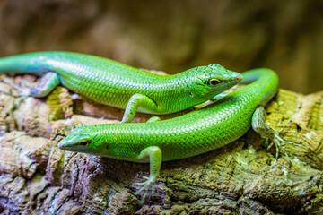 Two vibrant green lizards basking on a textured log in a tropical habitat during daylight hours