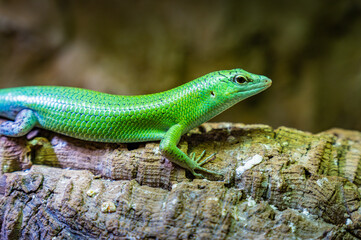 A vibrant green lizard perched on a textured wooden log in a lush, natural habitat under soft, diffused light