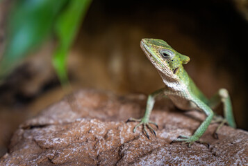 A vibrant green lizard perched on a rock in a lush environment, showcasing its intricate patterns and textures in natural light