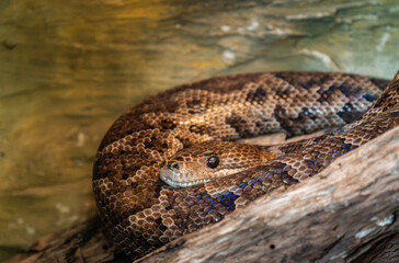 A brown snake resting on a textured log in a natural setting under warm lighting during the day