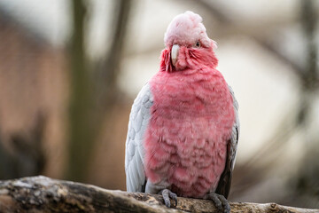 A galah perched on a branch, showcasing its vibrant pink and grey feathers in a natural outdoor setting during the day