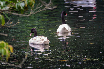 Two black-necked swans glide gracefully across a serene pond surrounded by greenery on a calm day
