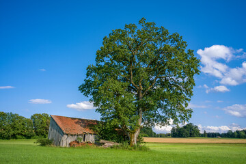 Obraz premium ein altes Holzhaus mit einem Baum auf einer Wiese