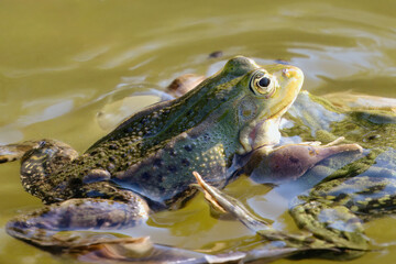 Żaby
