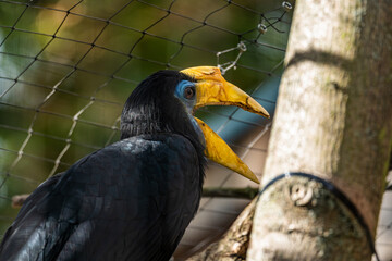 Black bird with a vibrant yellow beak perched near a tree in a wildlife sanctuary during daylight hours