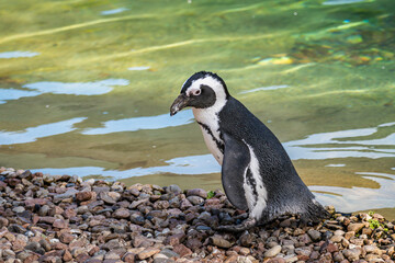 Fototapeta premium African penguin walking along the rocky shoreline near clear water on a sunny day
