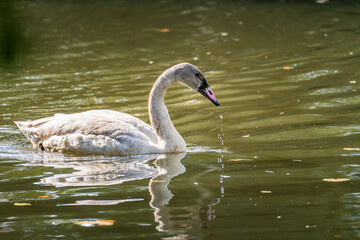 Young swan gliding through calm lake waters on a sunny afternoon during the autumn season