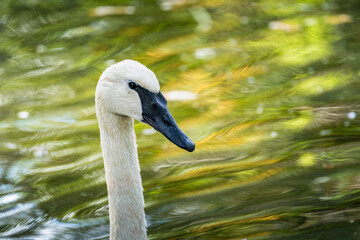 Obraz premium Graceful swan swimming gently in a tranquil pond surrounded by vibrant autumn foliage during a sunny afternoon