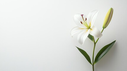 A beautiful white lily flower with green leaves, symbolizing purity and elegance, perfect for decorative or floral arrangements.