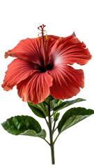 red hibiscus flower