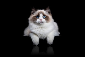 Beautiful Blue Eyed Ragdoll Cat on Black Background High Quality Pet Portrait