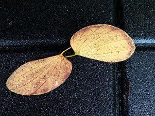 Rain on autumn leaves and water droplets on dead leaves on a rainy day. Detail of green grass withered leaves, close-up of water droplets after rain. Can be used as background or shading