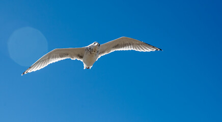 Seagull flying