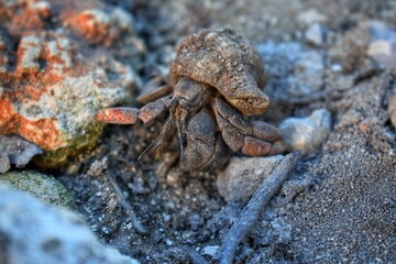 Cangrejo pequeño posando en una piedra 