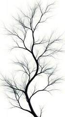 Silhouette of bare tree branches on white