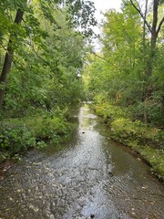 Obraz premium river in the forest