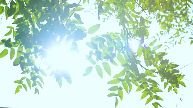 Natural Fresh Sunshine Green Leafy Landscape Empty Mirror Live Action.