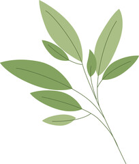 Obraz premium Sage