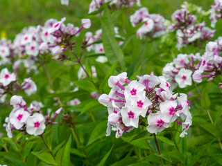 Naklejka premium Phlox paniculata Graf Zeppelin. Decorative floral background. White flowers with a purple center