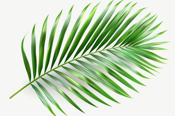 Obraz premium Palm frond on white background