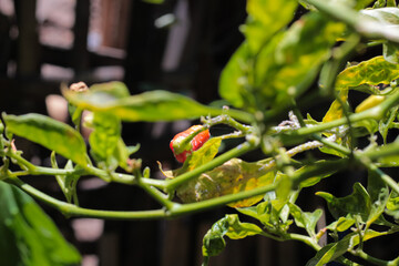 Green leaves of cayenne pepper on a blurred background