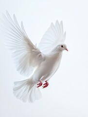 Obraz premium Dove isolated on white background