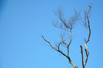 Dry tree branches with blue sky background. Dead tree, copy space