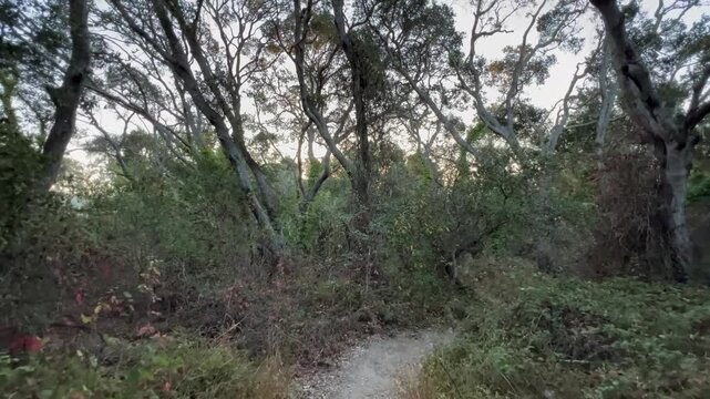 Dark forest before sunrise in Northern California.