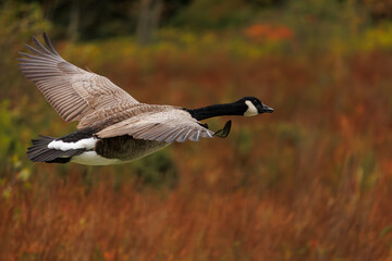 a goose flying in front of a marsh in autumn