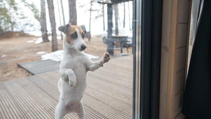 The dog stands at the patio window and asks to go inside the house. 