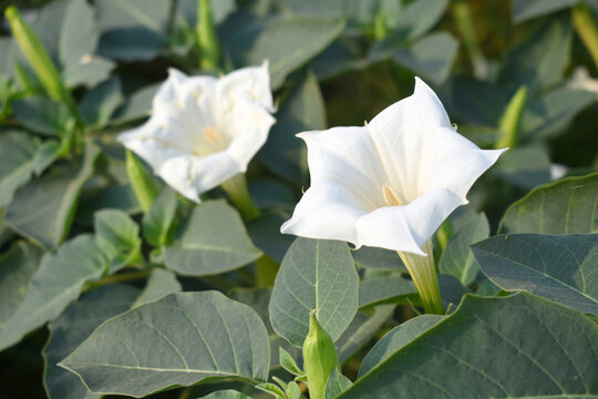 Datura or jimson weed flower closeup, Datura flower, also known as moonflower and jimson weed. Blooms in the evening and each flower only lasts for one day, White flower closeup