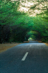 Obraz premium road in the forest