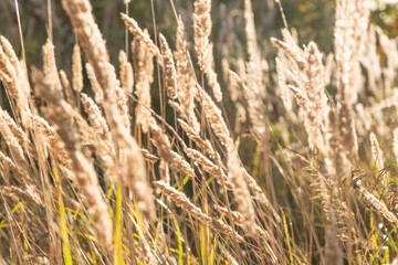 Fototapeta premium Dry ears of field grass in the sun, autumn spikelets