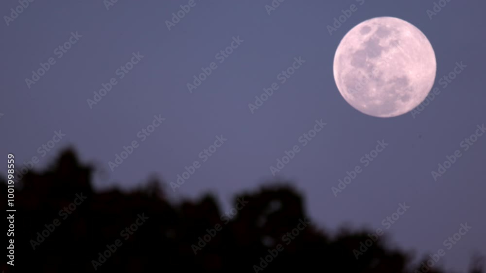 Wall mural full moon with slow motion tree movement
