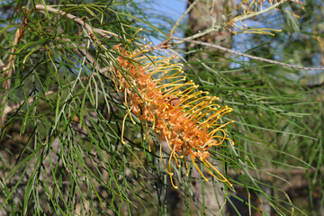 Orange grevillea flower on a plant in an Australian garden