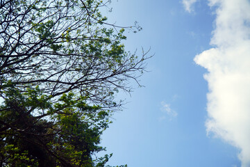 The beautiful natural background, the tips of pine leaves and branches against the blue sky.