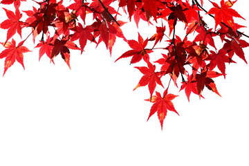 Red maple leaves in autumn isolated on white background.
