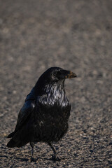 Raven with a dirty beak standing on the pavement of a parking lot in a national park