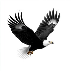 Obraz premium A majestic eagle soaring gracefully through the sky, showcasing its striking black and white plumage and powerful wings.
