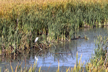 Snowy Egret reflected in the blue water of a marsh at Alamosa National Wildlife Refuge in Colorado