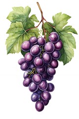Fototapeta premium A bunch of ripe, purple grapes hanging from a vine with green leaves.