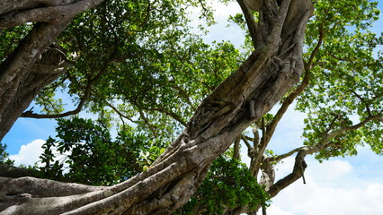 加計呂麻島のがじゅまる