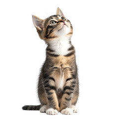 Obraz premium Adorable Kitten Looking Up