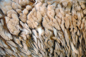 A detailed, out-of-focus shot of a thick, shaggy fur or wool texture. This image is perfect for themes of natural textiles, soft backgrounds, and abstract patterns.

